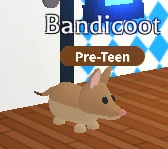 Bandicoot