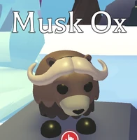 Musk Ox